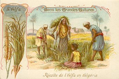 Récolte de l'alfa en Algérie